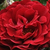 Crvena  - Polianta ruže  - Draga™
